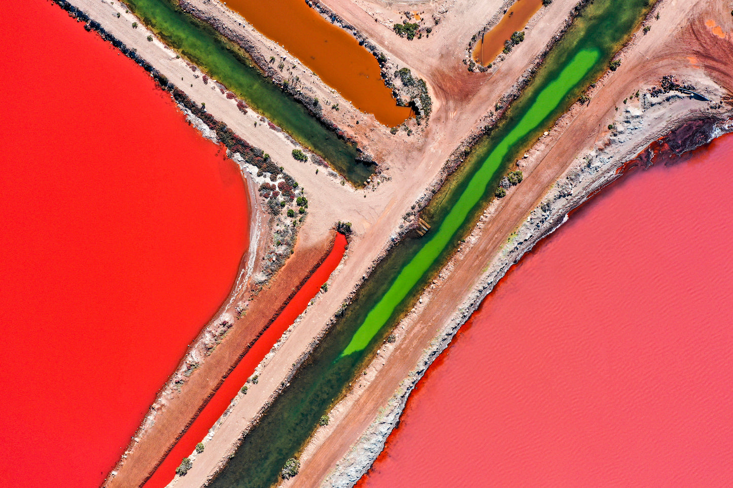 Red and Green Algae by Margot Hughes