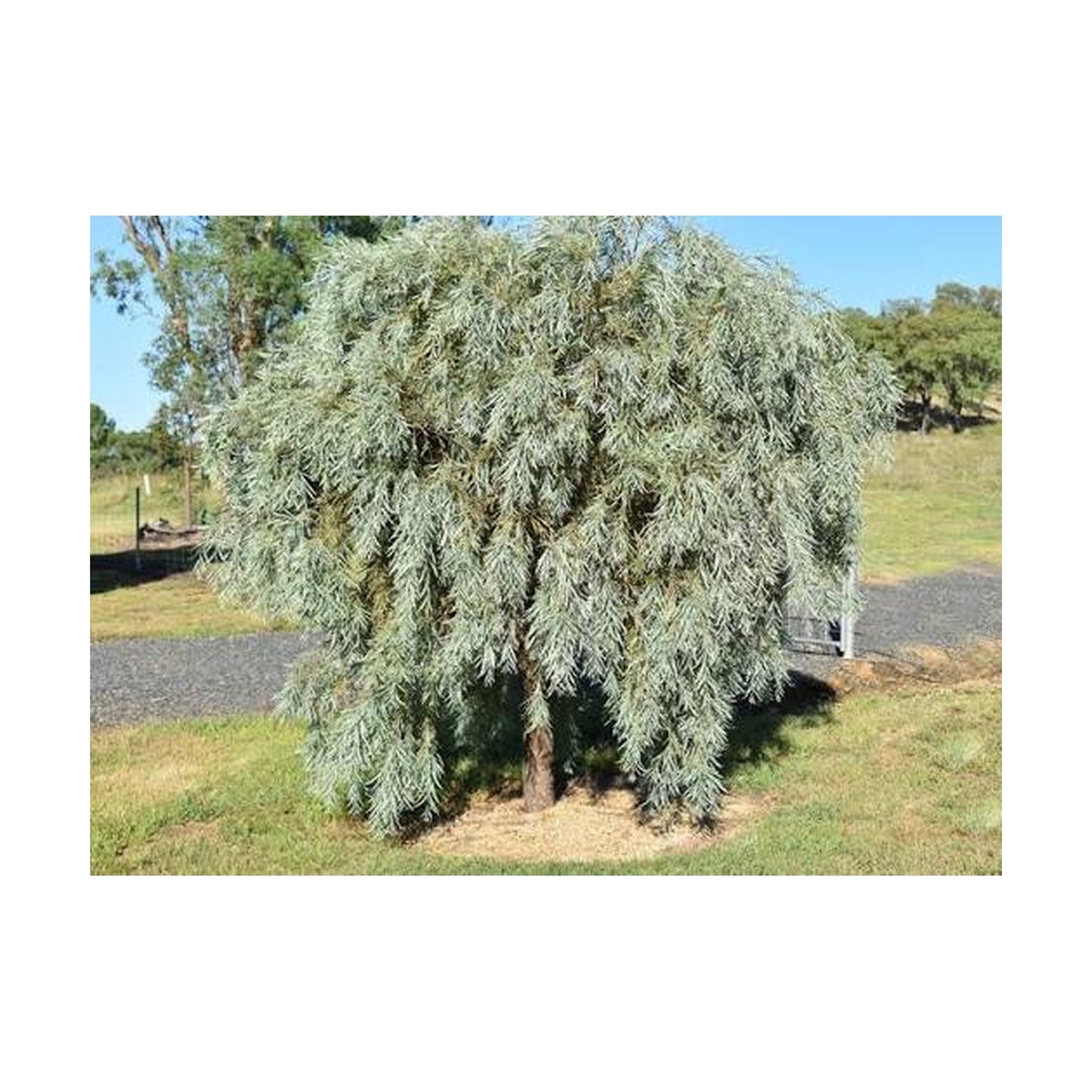 Acacia pendula – Myall