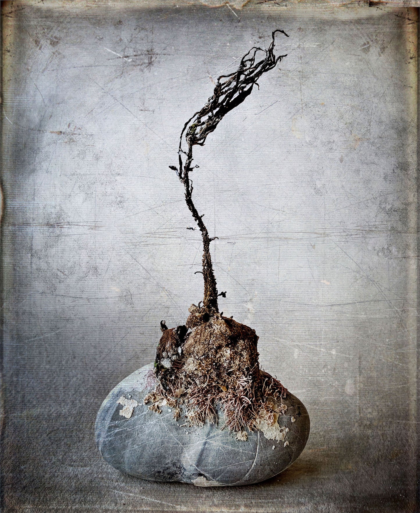 Beach Stone by Robyn Barron
