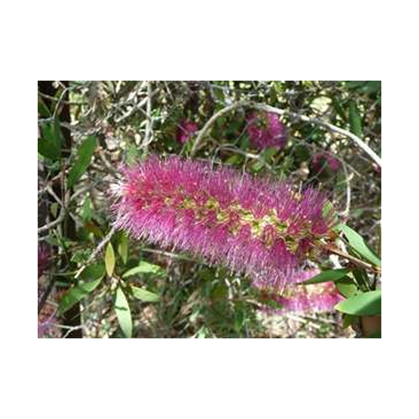 Callistemon Purple Splendour