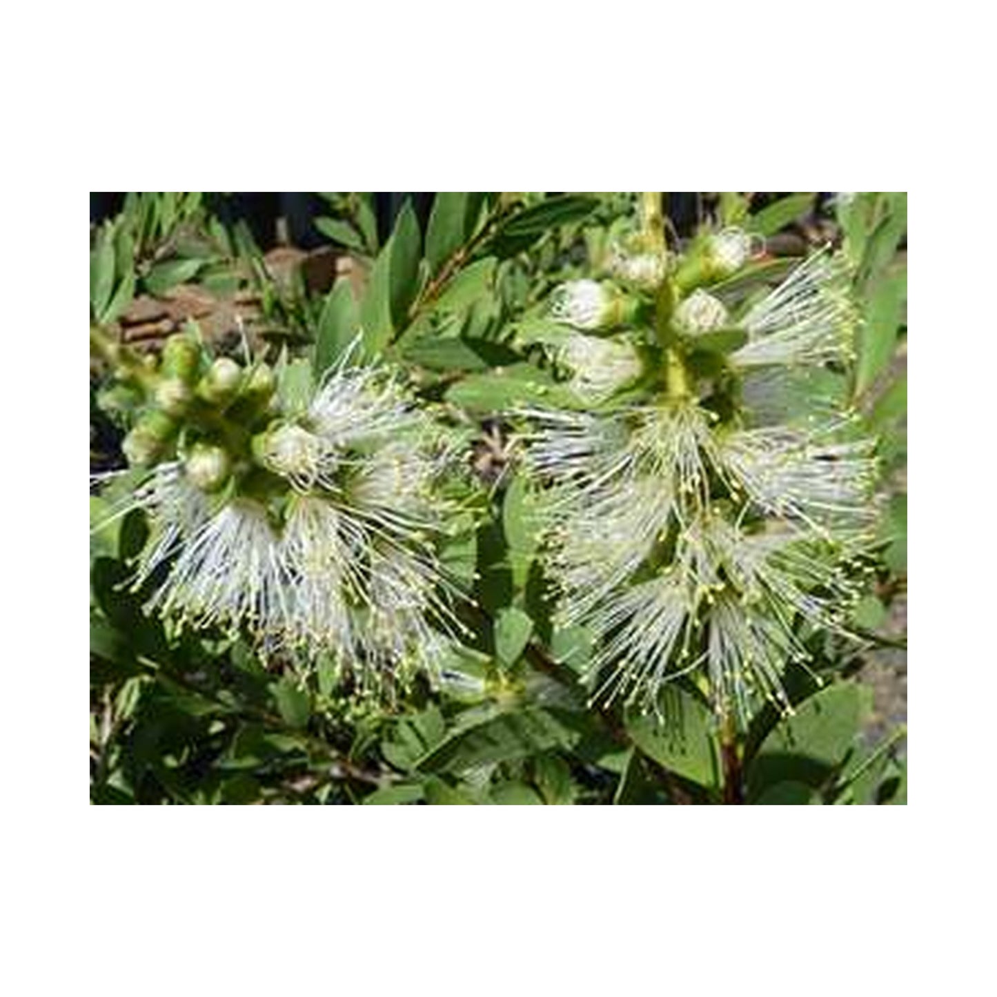 Callistemon White Anzac