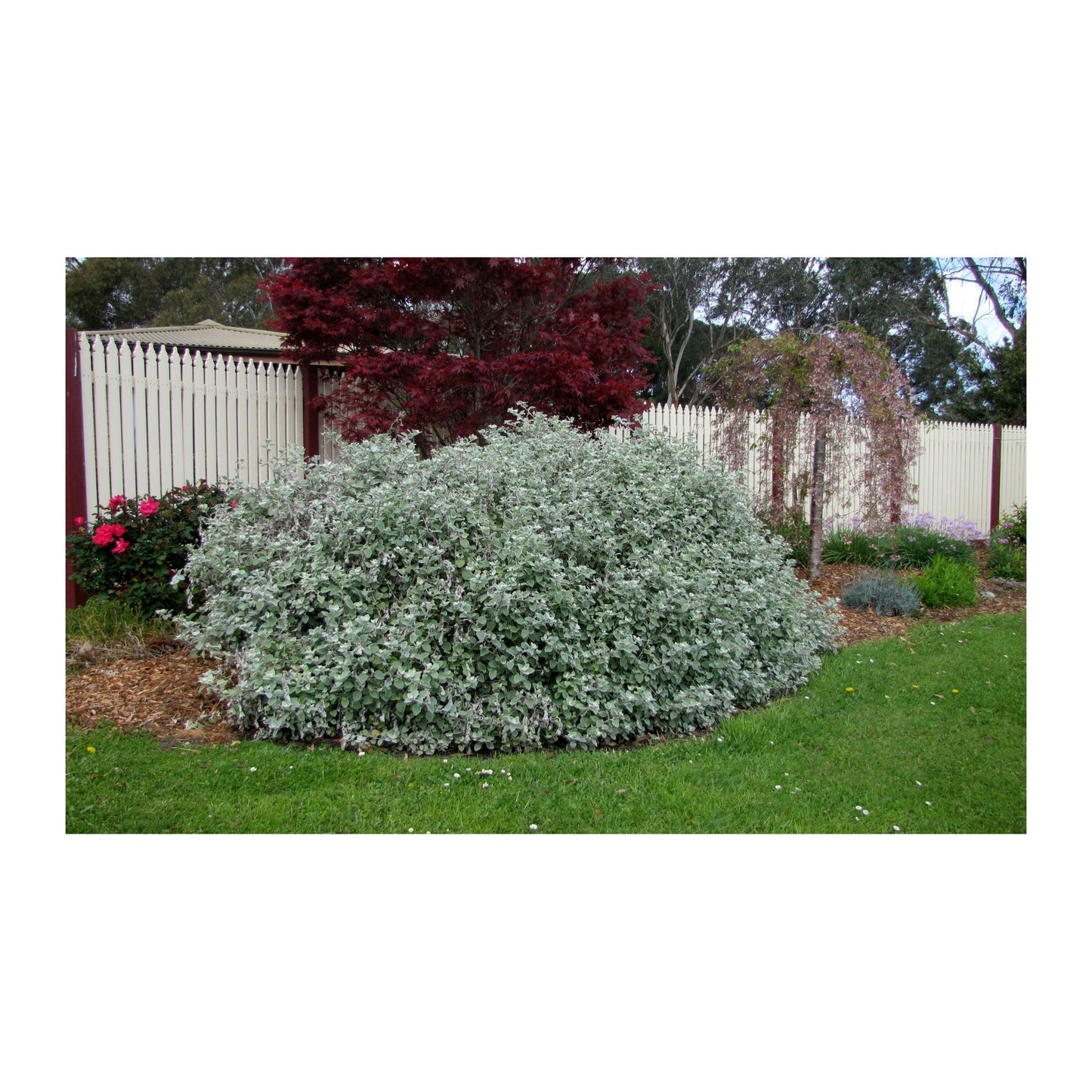 Helichrysum petiolare – Licorice Plant