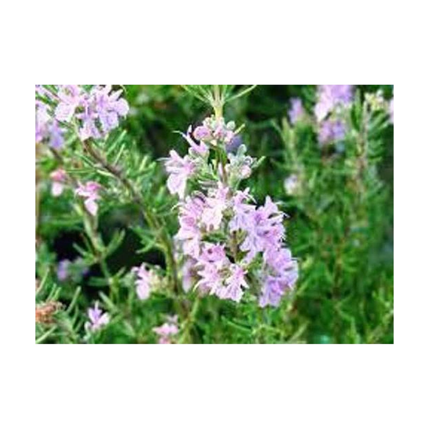 Rosmarinus Majorca Pink