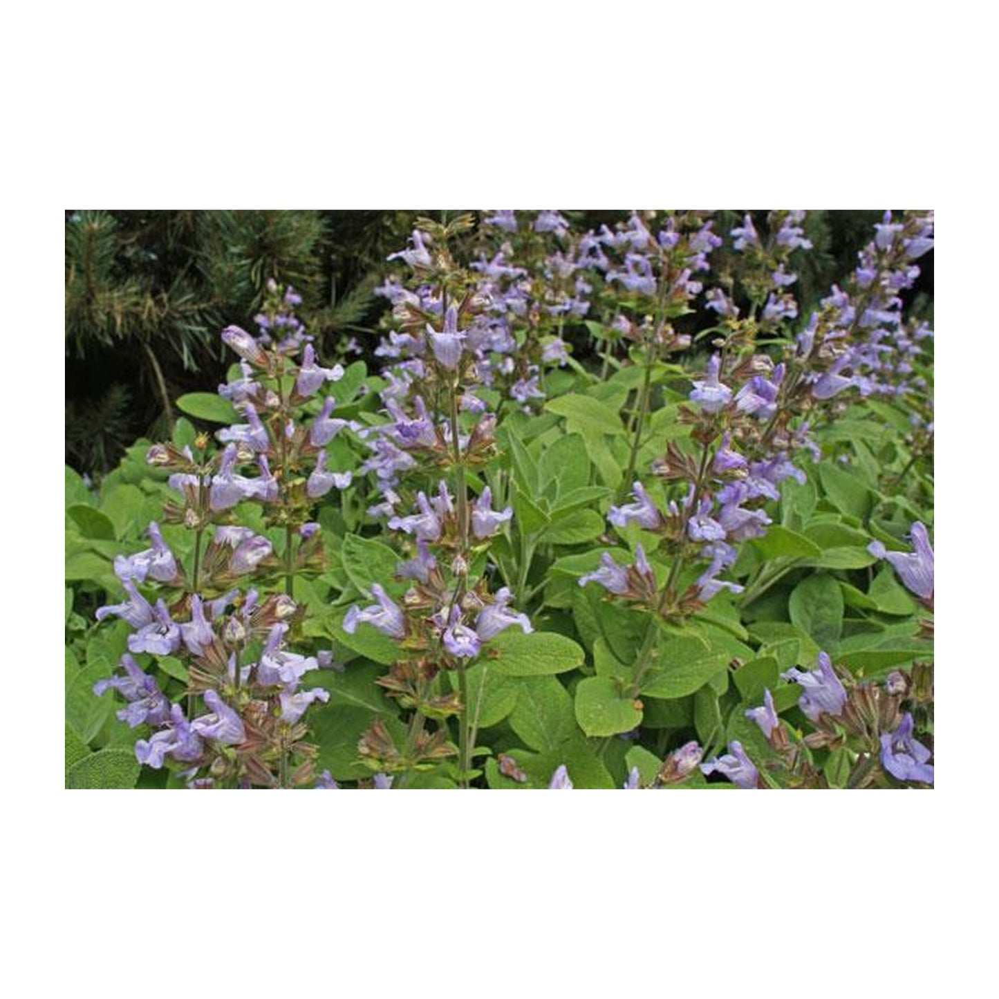 Salvia Berggarten
