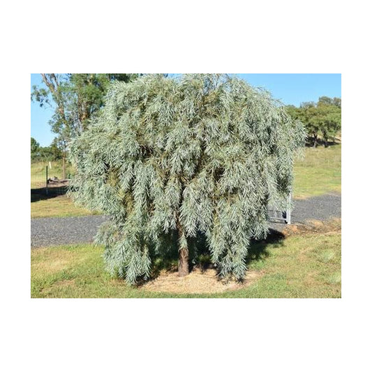 Acacia pendula – Myall