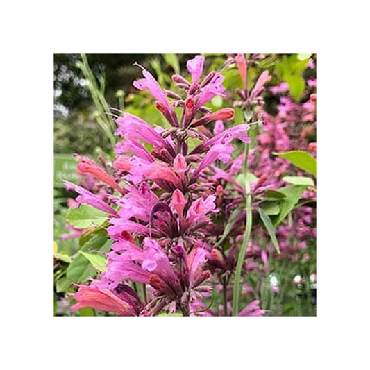 Agastache Sweet Lili