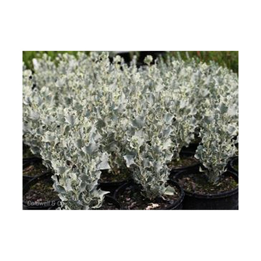 Atriplex Silver Holly
