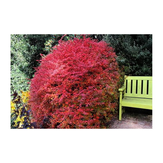 Berberis thunbergii Silver Beauty