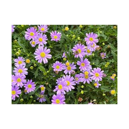 Brachyscome Mauve Delight