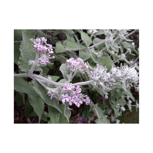 Buddleja crispa – Himalayan Butterfly Bush