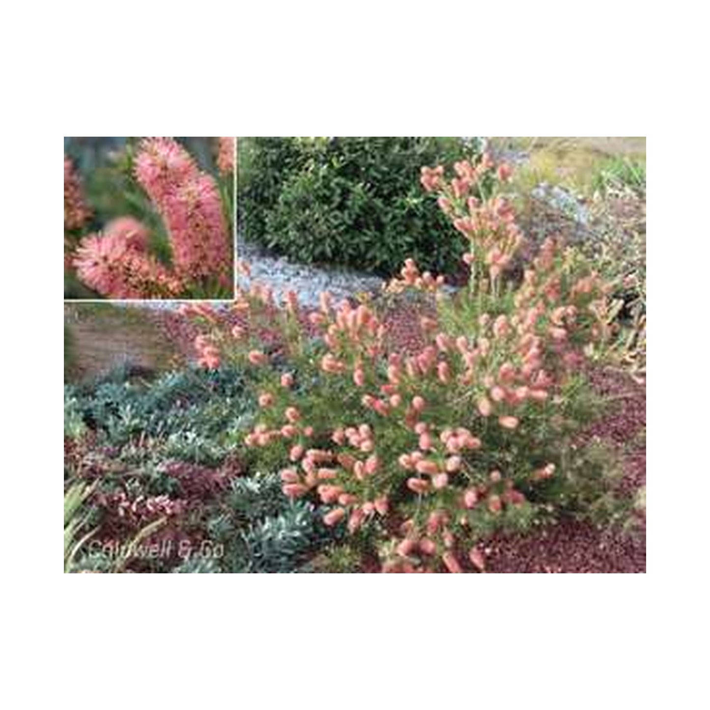 Callistemon pityoides pink - Alpine Bottlebrush