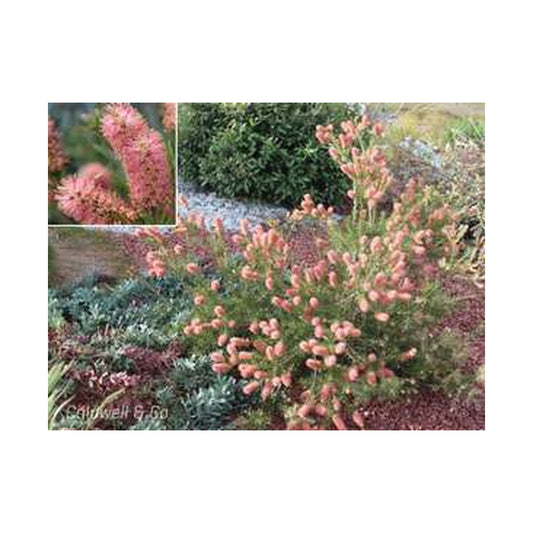 Callistemon pityoides pink - Alpine Bottlebrush