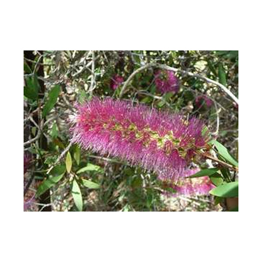 Callistemon Purple Splendour