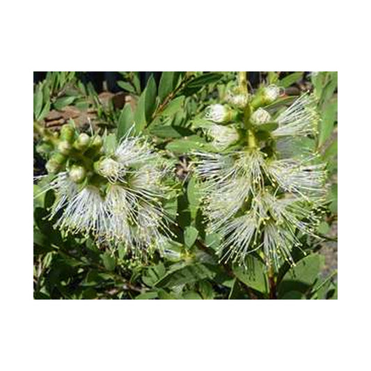 Callistemon White Anzac