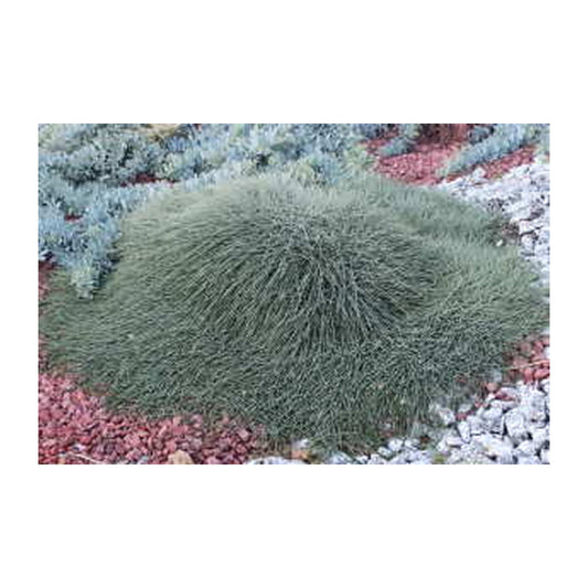 Casuarina Cousin It