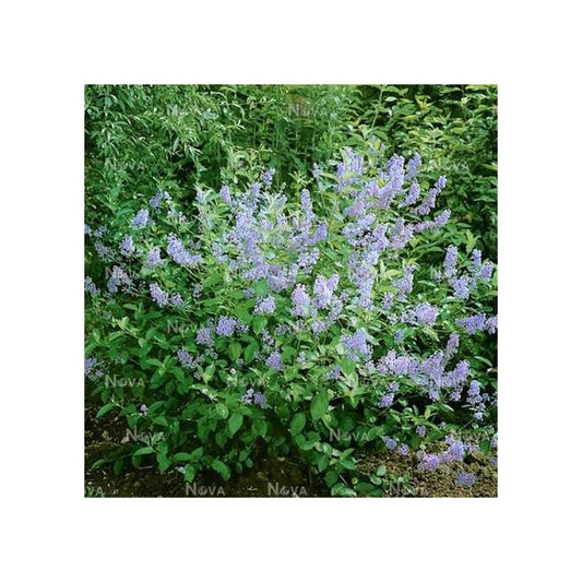 Ceanothus Gloire de Versailles