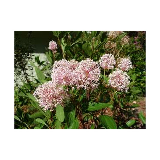Ceanothus Marie Simon