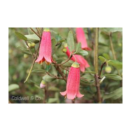 Correa Cardinal Bells