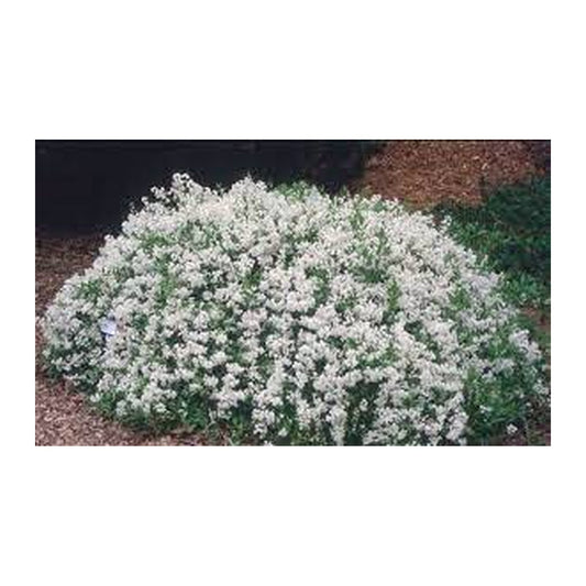 Deutzia gracilis Nikko