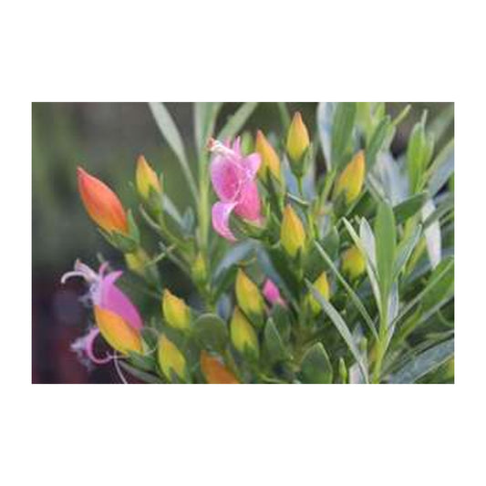Eremophila Fairy Floss