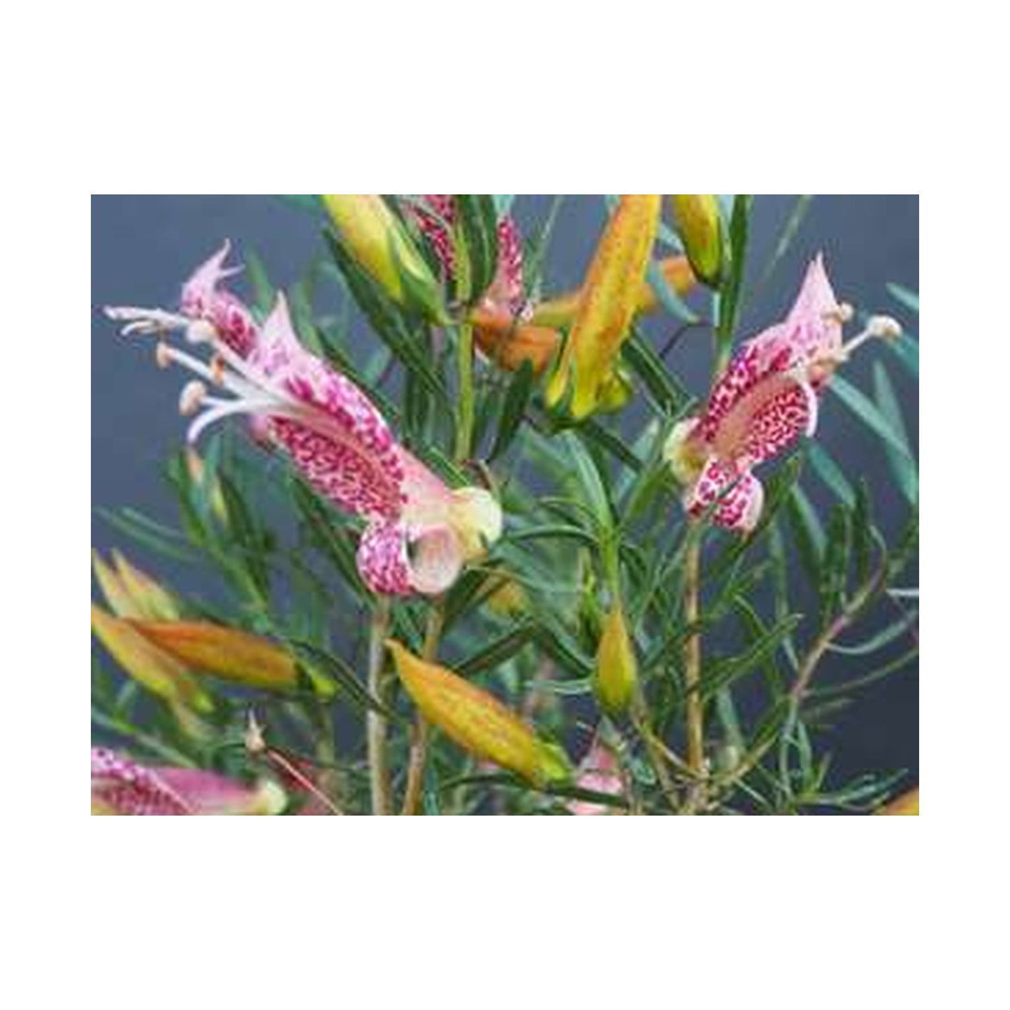 Eremophila maculata cerise