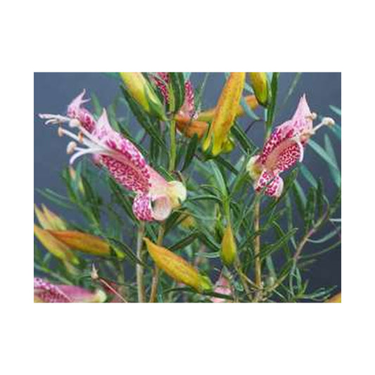 Eremophila maculata cerise