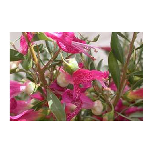 Eremophila Magic Blush