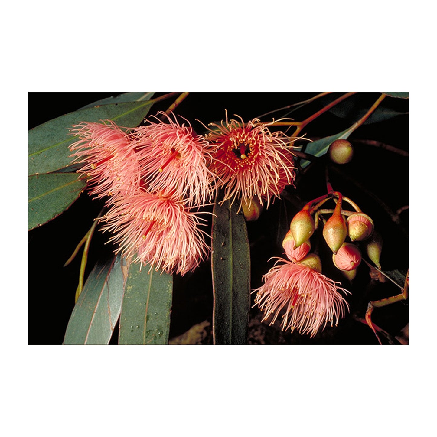 Eucalyptus sideroxylon - Mugga Ironbark