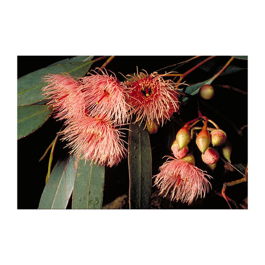 Eucalyptus sideroxylon - Mugga Ironbark