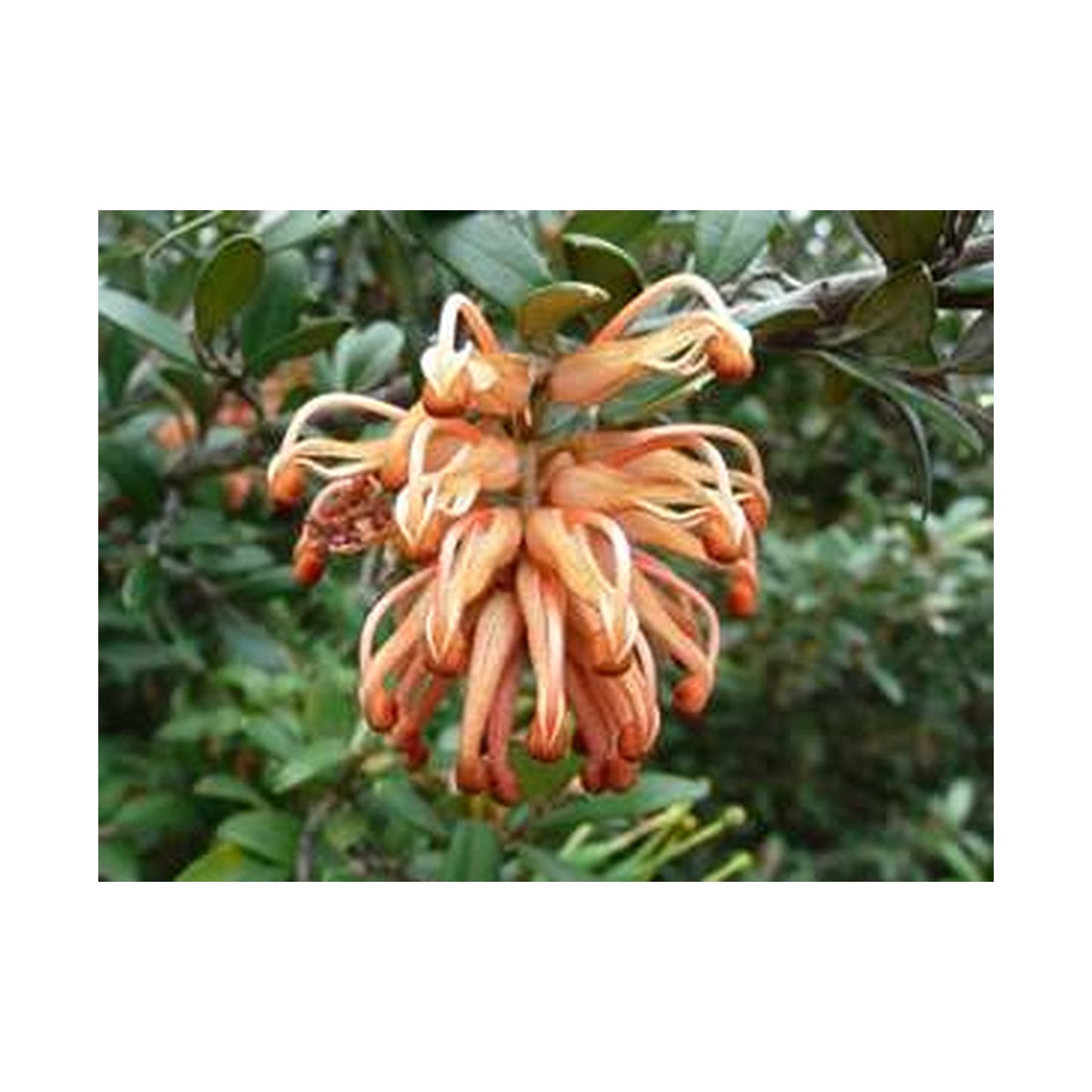 Grevillea Apricot Charm