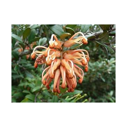 Grevillea Apricot Charm