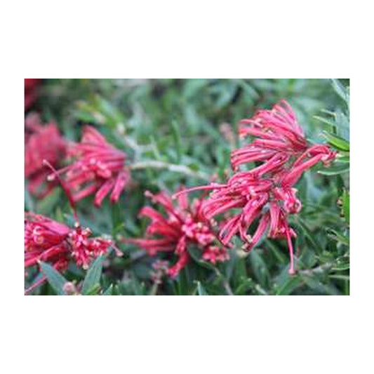 Grevillea Carol Ann