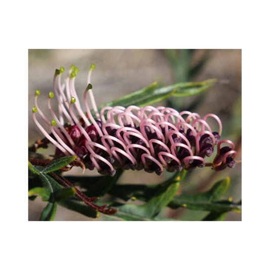 Grevillea Iced VoVo