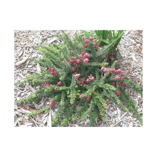 Grevillea lanigera Mt Tamboritha