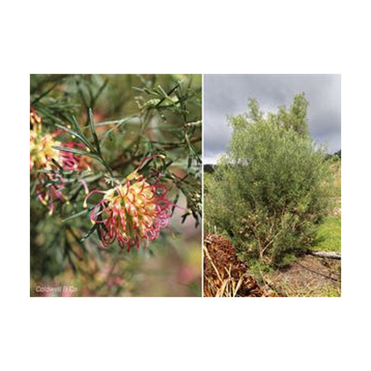 Grevillea Winpara Gold