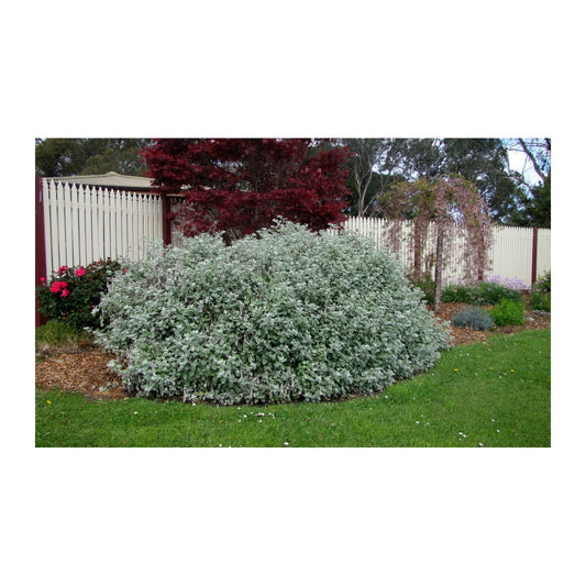 Helichrysum petiolare – Licorice Plant