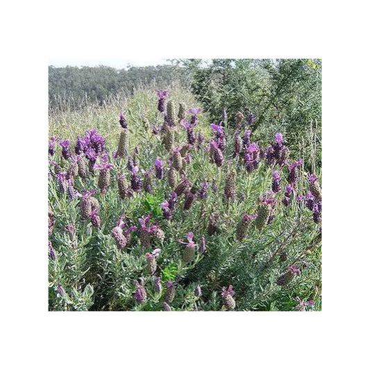 Lavandula x heterophylla – Sweet Lavender
