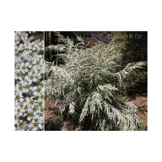 Leptospermum Cardwell