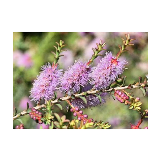 Melaleuca decussata -Totem Pole Honey Myrtle