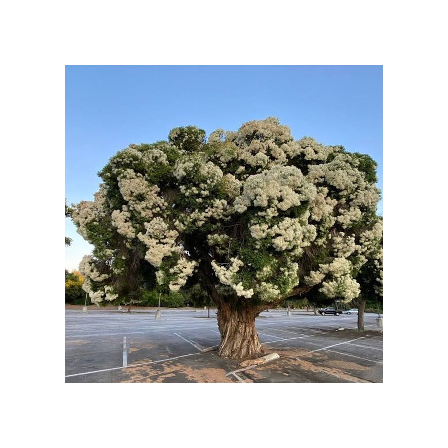 Melaleuca linariifolia – Snow-in-Summer