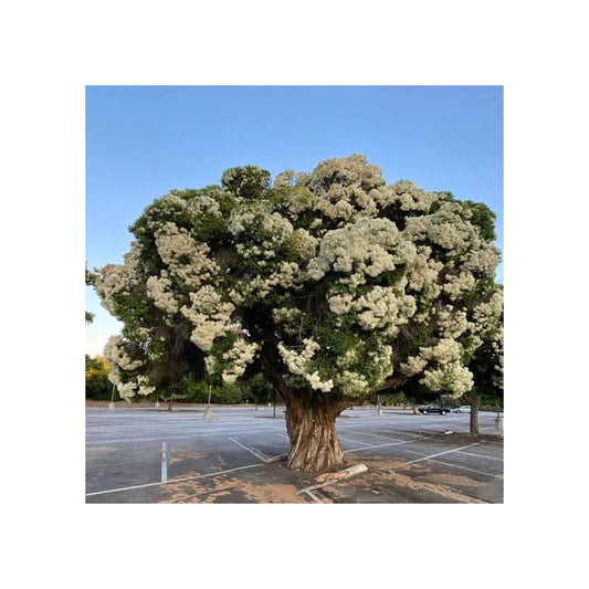 Melaleuca linariifolia – Snow-in-Summer