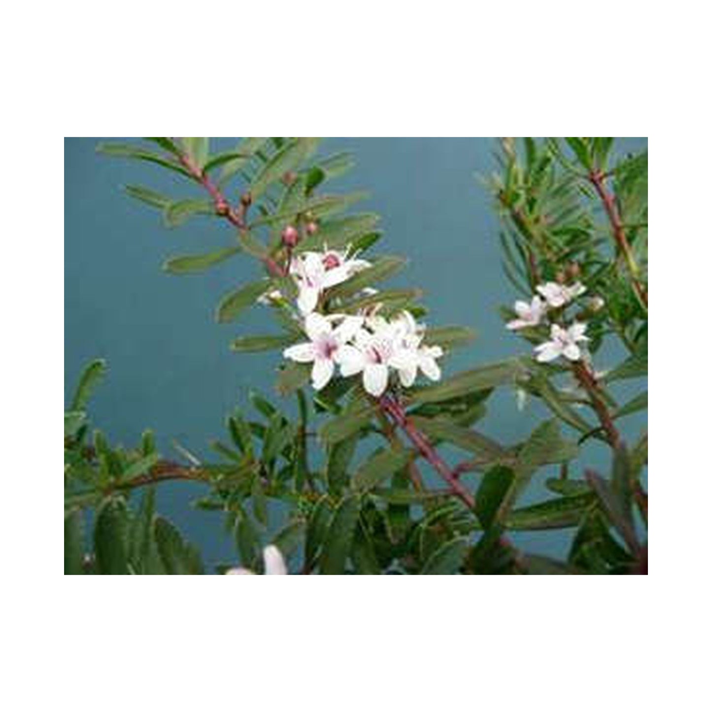 Myoporum parvifolium purpurea