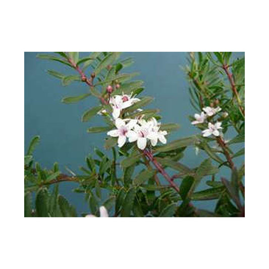 Myoporum parvifolium purpurea