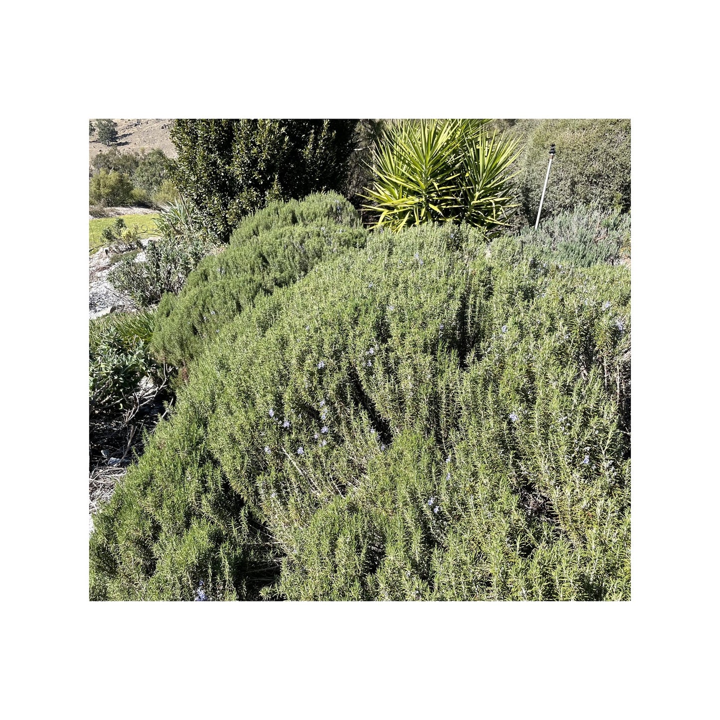 Rosmarinus creticus