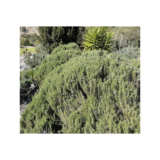 Rosmarinus creticus