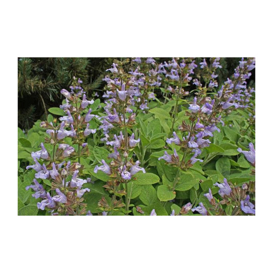 Salvia Berggarten