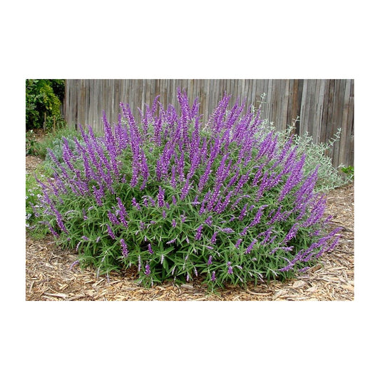 Salvia leucantha Red Harry