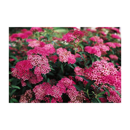 Spiraea japonica Anthony Waterer