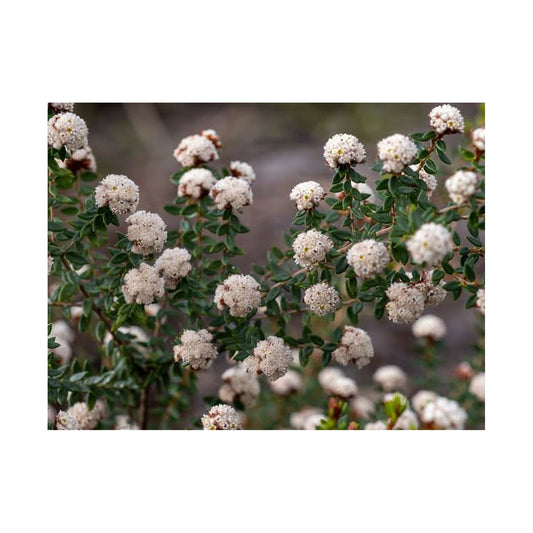 Stenanthemum scortechinii