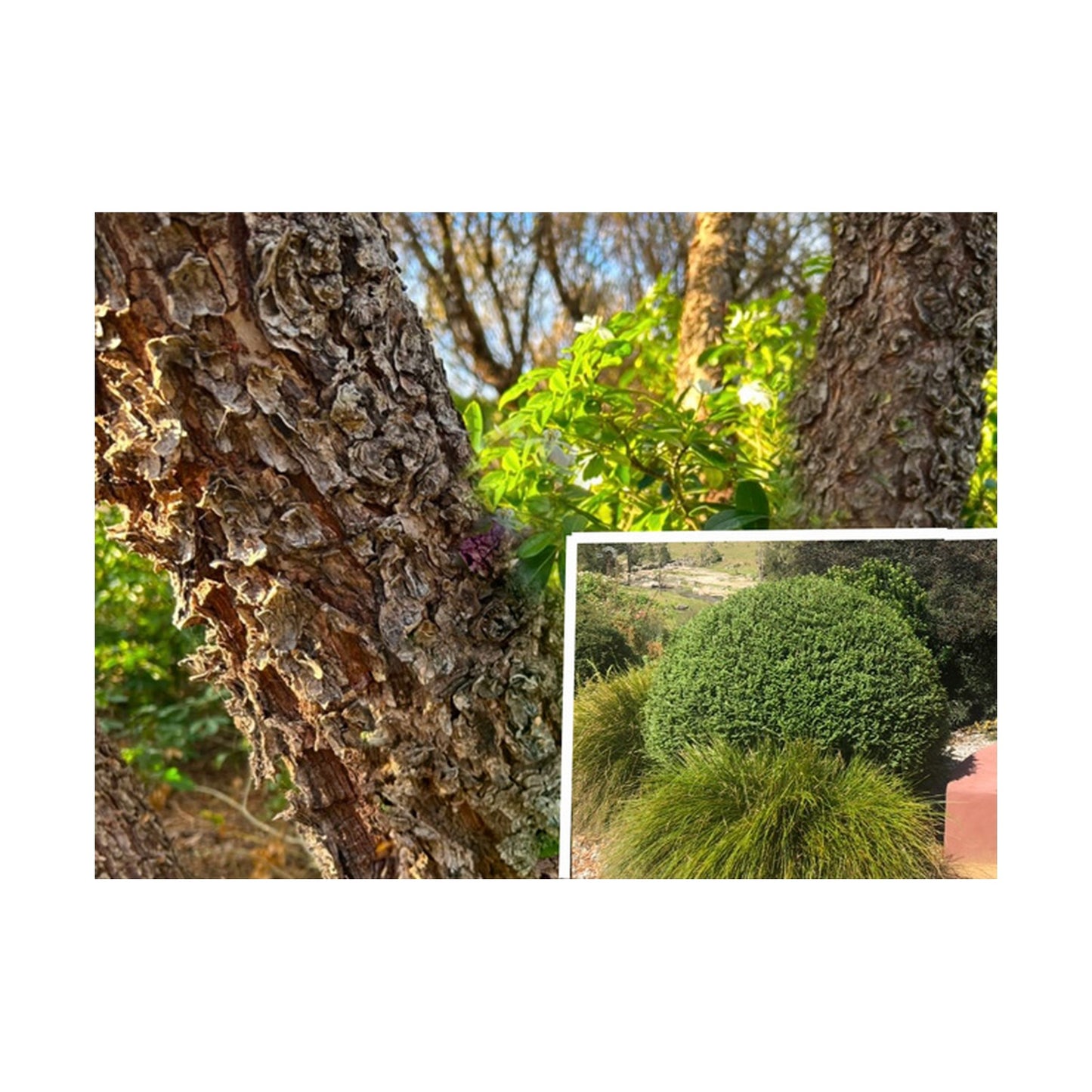 Ulmus Seiju - Dwarf Lacebark Chinese Elm